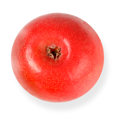 2 vegetable